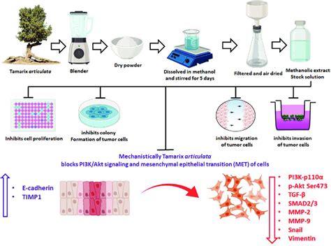 msu iligan college of medicine|Crude methanolic extract activity from rinds and seeds of native durian.